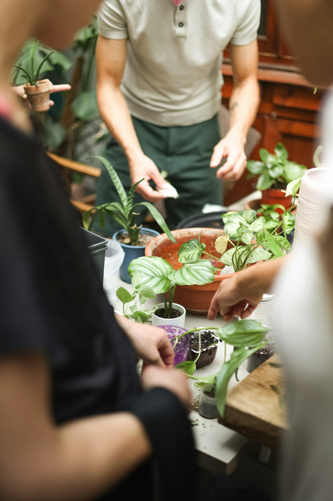 group of seniors gardening