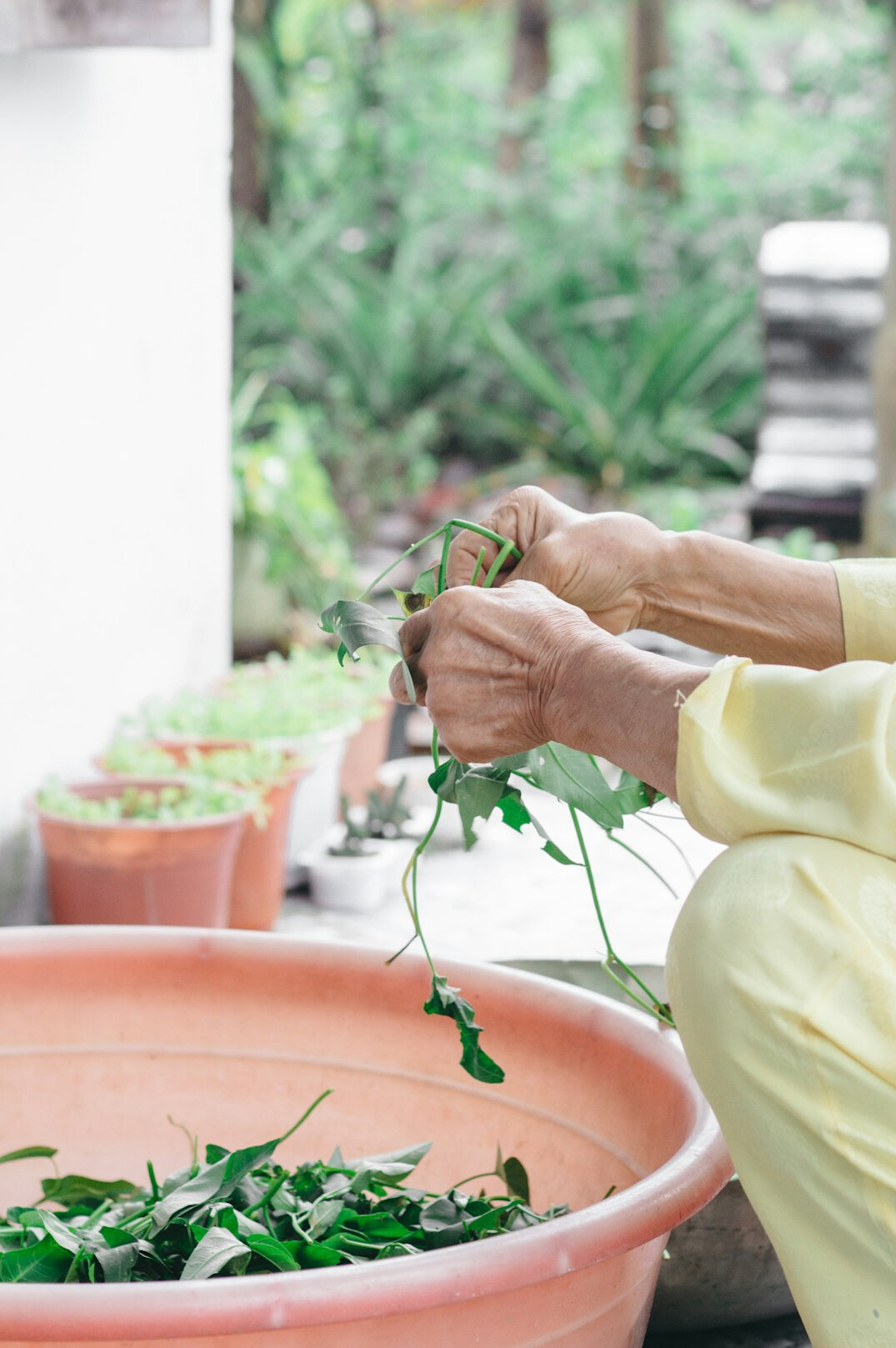 senior women gardening